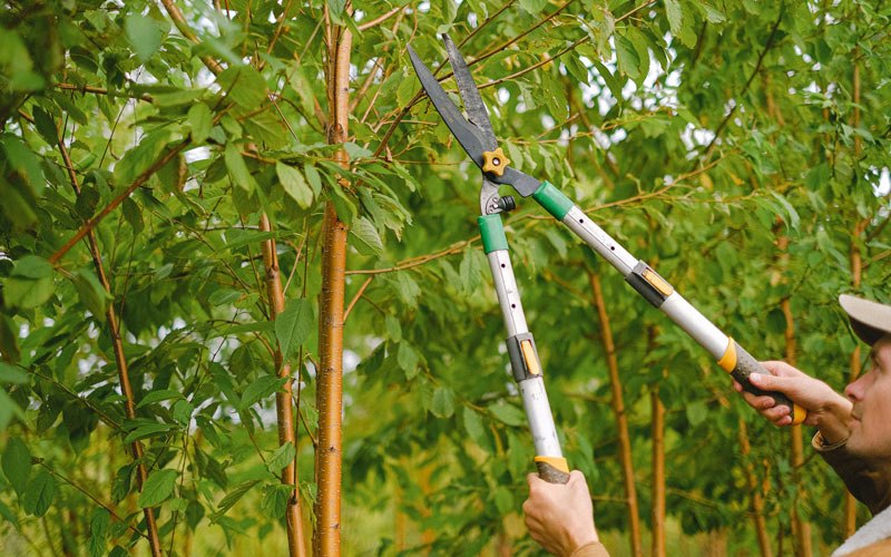 Tree trimming in Bussey, IA