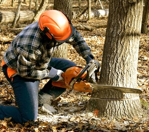 Tree Removal in Bussey, IA